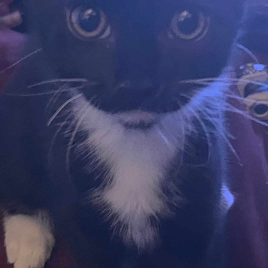 Cido is registered to the contest to win money with this photo: cat, tuxedo_cat, black_and_white, pet, animal, feline, golden_eyes, whiskers, paws, fur, portrait, close_up, sitting, indoors, home, couch, dramatic, curious, fluffy, photography