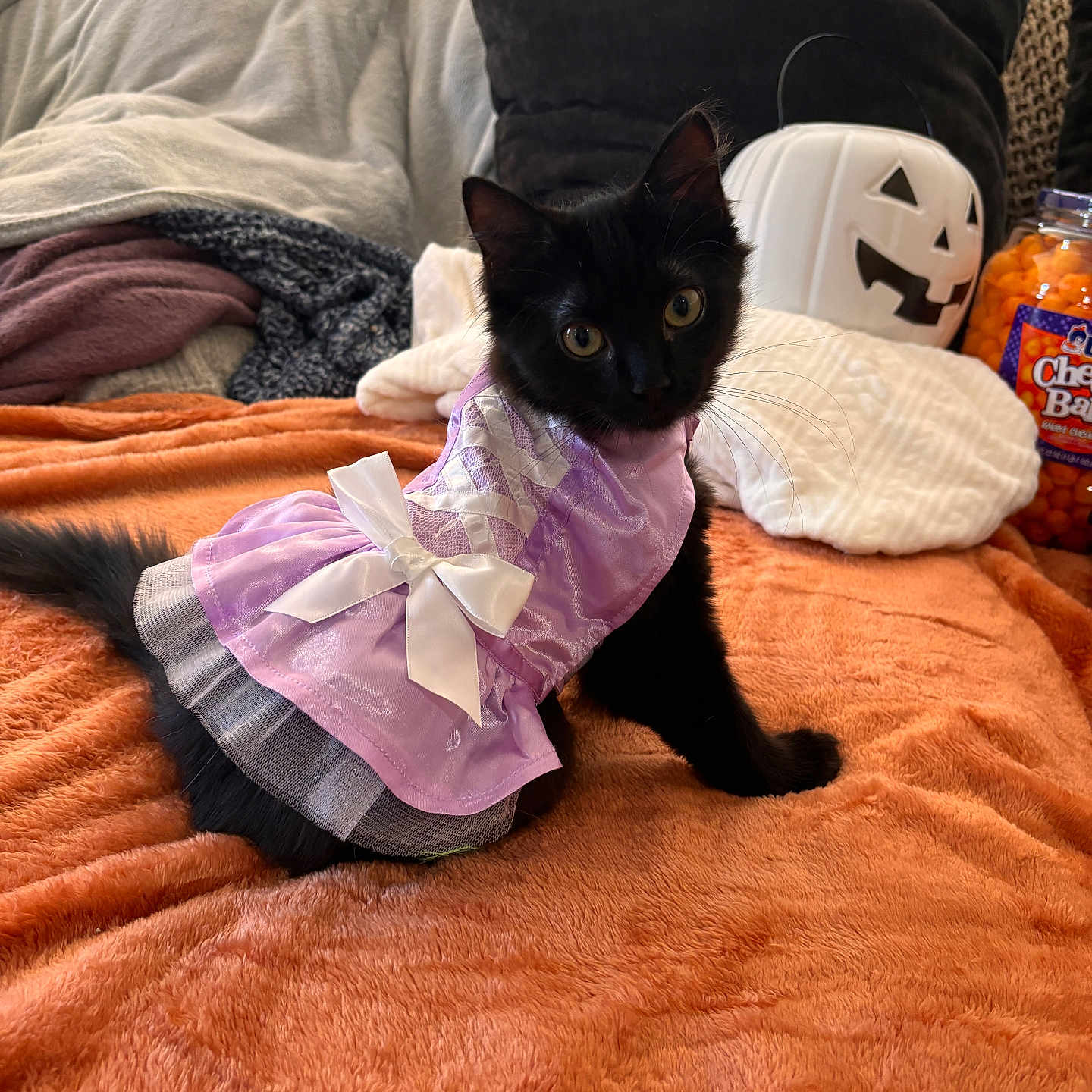 Boo is registered to the contest to win money with this photo: abyssinian, animal, bed, bedroom, blackcat, blanket, cat, couch, cushion, furniture, homedecor, indoors, kitten, laundry, linen, manx, pet, quilt, room, toy