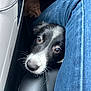 Maxime Vuillemin participe au concours pour gagner de l'argent avec cette photo : animal, black_and_white, canine, car, close_up, companion, curious, cute, dog, fur, indoor, jeans, leisure, looking_up, pet, puppy, seat, snout, transportation, whiskers