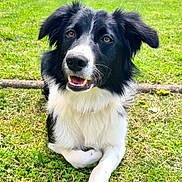 Maxime Vuillemin participe au concours pour gagner de l'argent avec cette photo : dog, black_and_white, border_collie, grass, outdoor, pet, animal, canine, happy, tongue, ears, fur, nature, garden, summer, playful, lying_down, cute, friendly, daylight