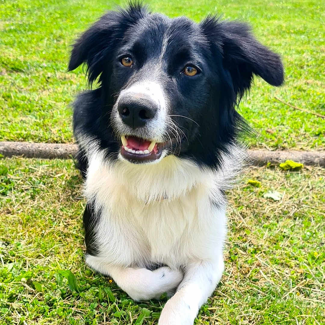 Maxime Vuillemin participe au concours pour gagner de l'argent avec cette photo : animal, black_and_white, border_collie, canine, cute, daylight, dog, ears, friendly, fur, garden, grass, happy, lying_down, nature, outdoor, pet, playful, summer, tongue