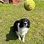 animal, attention, black_and_white, building, canine, cute, dog, fetch, fun, fur, garden, grass, greenery, outdoor, pet, playing, shadow, sunlight, tennis_ball, yard
