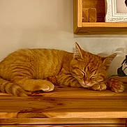 Pixou a rejoint le concours — aidez-le/la à gagner de superbes lots ! cat, orange_tabby, sleeping, wooden_shelf, indoor, cozy, potted_plant, framed_photo, peaceful, pet, feline, fur, whiskers, relaxing, cute, home_decor, animal, resting, paw, closeup