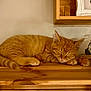cat, orange_tabby, sleeping, wooden_shelf, indoor, cozy, potted_plant, framed_photo, peaceful, pet, feline, fur, whiskers, relaxing, cute, home_decor, animal, resting, paw, closeup