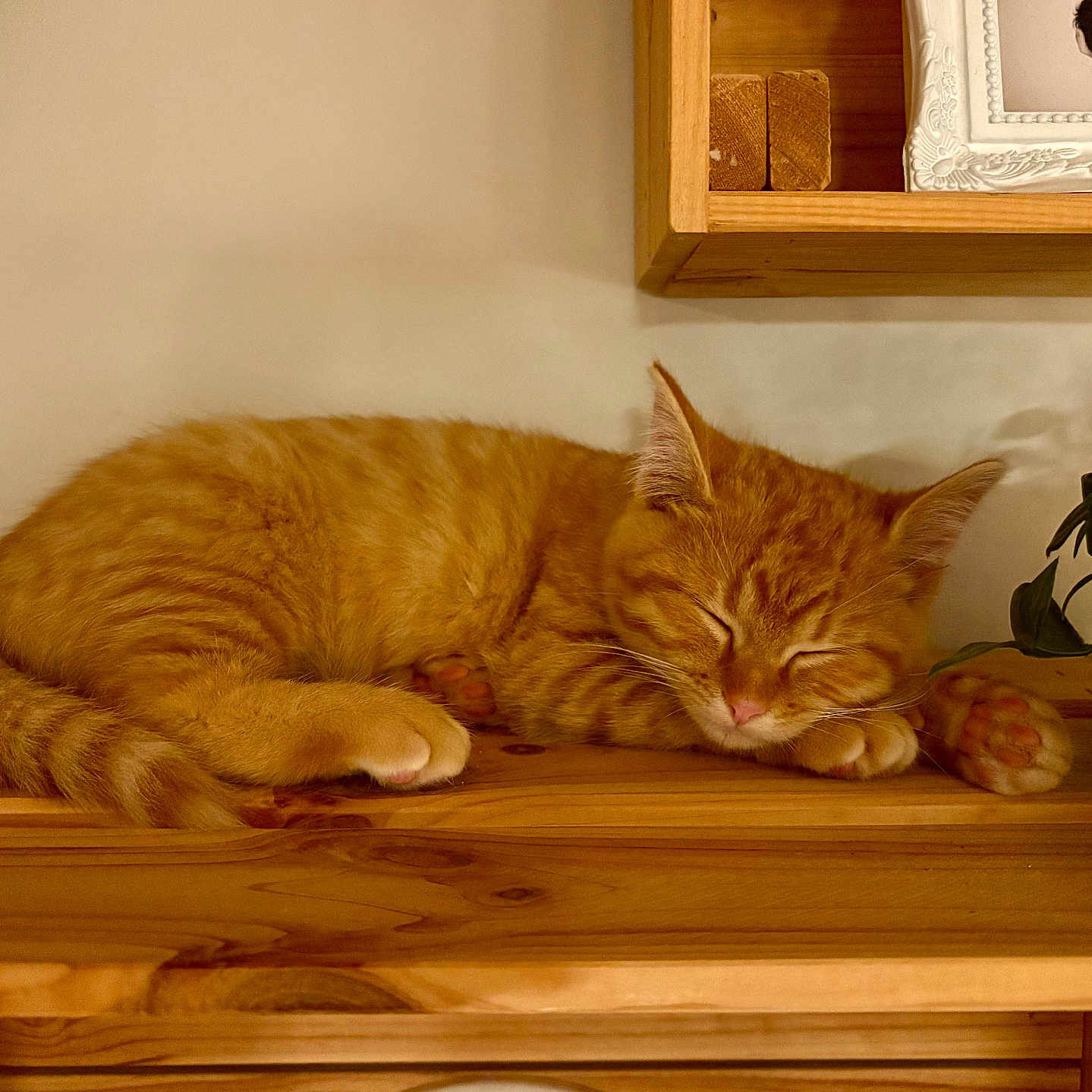 Pixou a rejoint le concours — aidez-le/la à gagner de superbes lots ! animal, cat, closeup, cozy, cute, feline, framed_photo, fur, home_decor, indoor, orange_tabby, paw, peaceful, pet, potted_plant, relaxing, resting, sleeping, whiskers, wooden_shelf