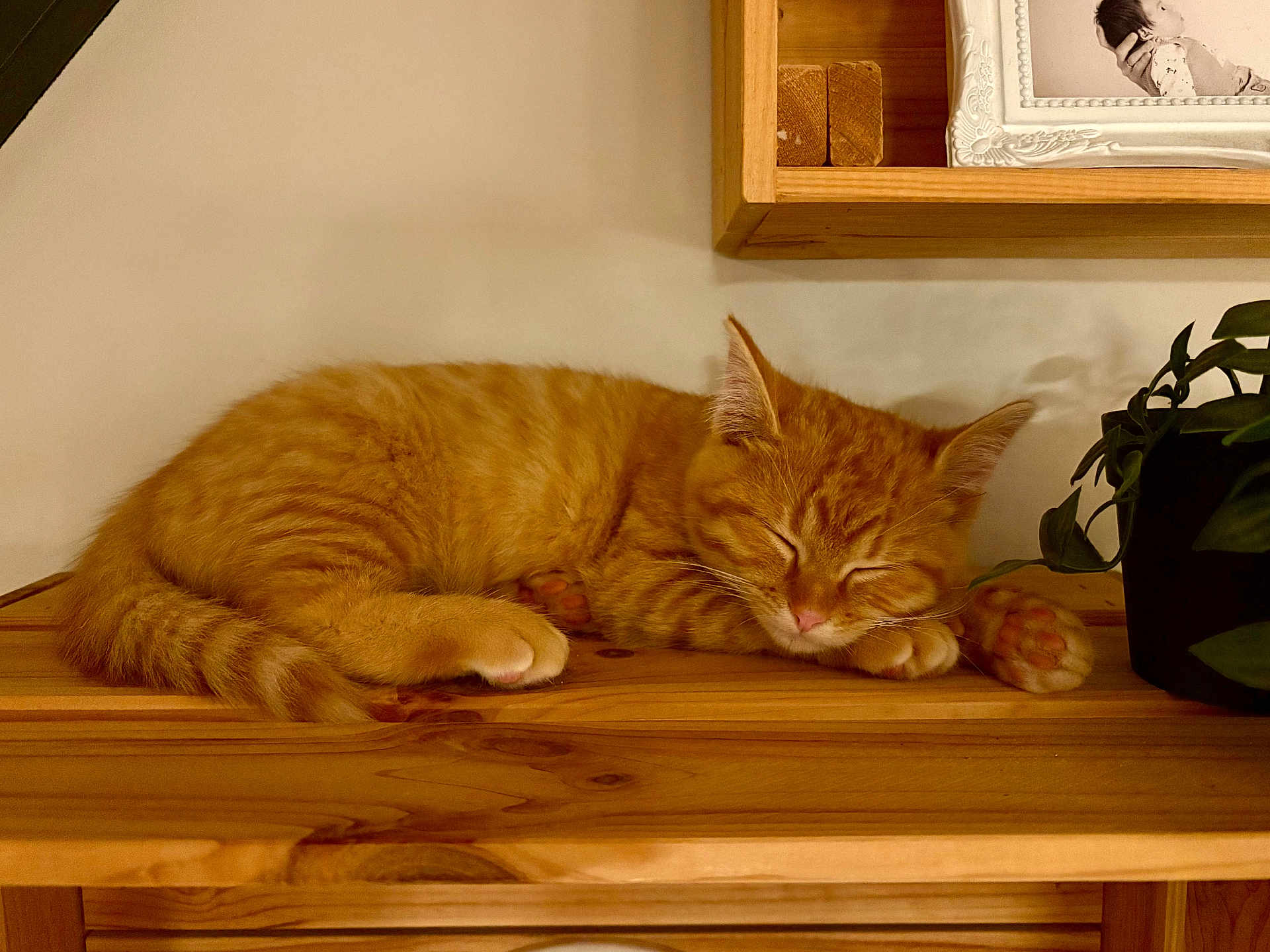 Pixou a rejoint le concours — aidez-le/la à gagner de superbes lots ! cat, orange_tabby, sleeping, wooden_shelf, indoor, cozy, potted_plant, framed_photo, peaceful, pet, feline, fur, whiskers, relaxing, cute, home_decor, animal, resting, paw, closeup