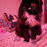 Dolly joined the competition — help win amazing prizes! cat, fluffy, bed, pillow, teddy_bear, indoor, pet, feline, multicolored, whiskers, fur, cozy, pink_lighting, soft, domestic, animal, resting, cute, home, comfortable