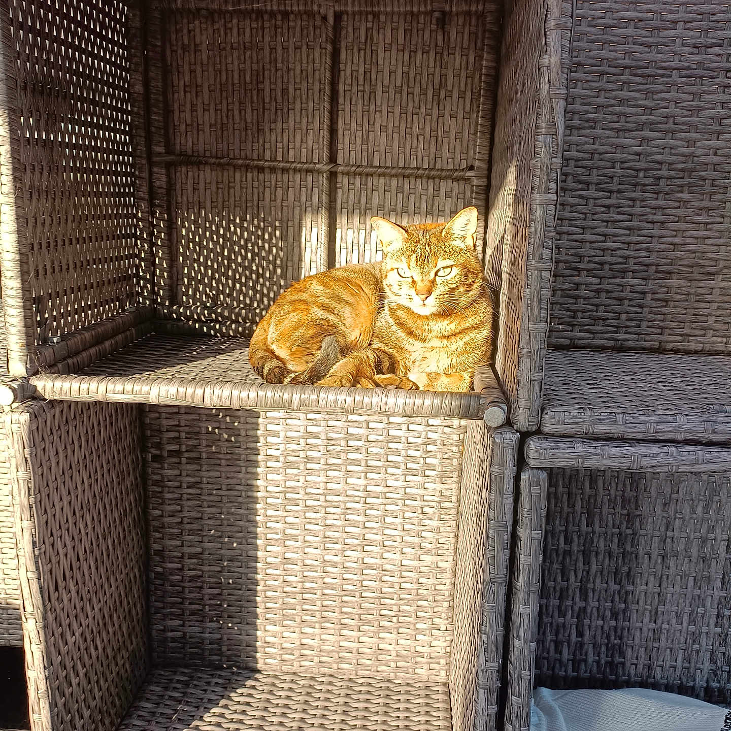 Abby participe au concours pour gagner de l'argent avec cette photo : animal, basket, bed, box, bread, bun, cat, closet, couch, crate, croissant, cupboard, food, fun, furniture, leisureactivities, pet, picnic, shop, woven
