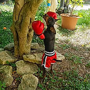 Appy participe au concours pour gagner de l'argent avec cette photo : dog, boxing_gloves, boxing_shorts, tree, toy, garden, greenery, rocks, outdoor, pet, playful, sunlight, small_dog, animal, nature, potted_plant, leaves, grass, hanging_toy, standing