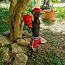 dog, boxing_gloves, boxing_shorts, tree, toy, garden, greenery, rocks, outdoor, pet, playful, sunlight, small_dog, animal, nature, potted_plant, leaves, grass, hanging_toy, standing