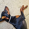 Appy participe au concours pour gagner de l'argent avec cette photo : dog, black, tan, collar, lying_down, concrete, floor, pet, canine, resting, outdoor, animal, side_view, smooth_coat, relaxed, domestic_animal, paw, ear, snout, quiet