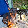 Appy a rejoint le concours — aidez-le/la à gagner de superbes lots ! dog, miniature_pinscher, pet, flower, daisy, ear_accessory, outdoor, chair, towel, animal, cute, small_dog, relaxed, sunlight, greenery, garden, portrait, closeup, black_and_tan, canine