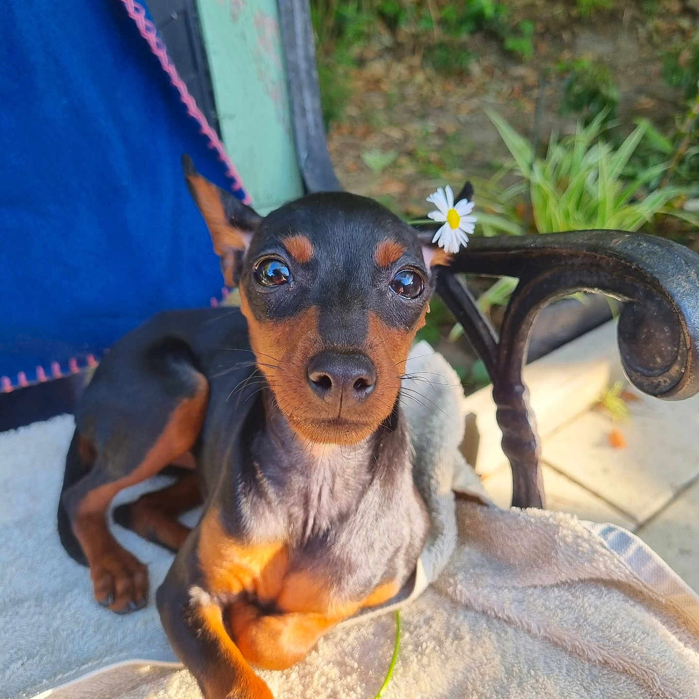 Appy participe au concours pour gagner de l'argent avec cette photo : dog, miniature_pinscher, flower, daisy, towel, chair, outdoor, pet, animal, sunlight, greenery, relaxed, cute, portrait, ears, brown, black, fur, closeup, nature