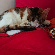 Kalis a rejoint le concours — aidez-le/la à gagner de superbes lots ! animal, calico, cat, cozy, cute, domestic_animal, feline, fur, indoor, keychain, paw, pet, quiet, red_bed, relaxation, resting, skull, sleeping, soft, tail