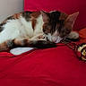 cat, calico, sleeping, red_bed, keychain, skull, feline, pet, resting, indoor, cozy, paw, tail, fur, cute, domestic_animal, animal, relaxation, soft, quiet