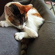 Kalis participe au concours pour gagner de l'argent avec cette photo : cat, calico, sleeping, nap, pet, feline, cozy, indoor, blanket, gray, fur, whiskers, relaxing, cute, paws, tail, resting, animal, domestic, soft