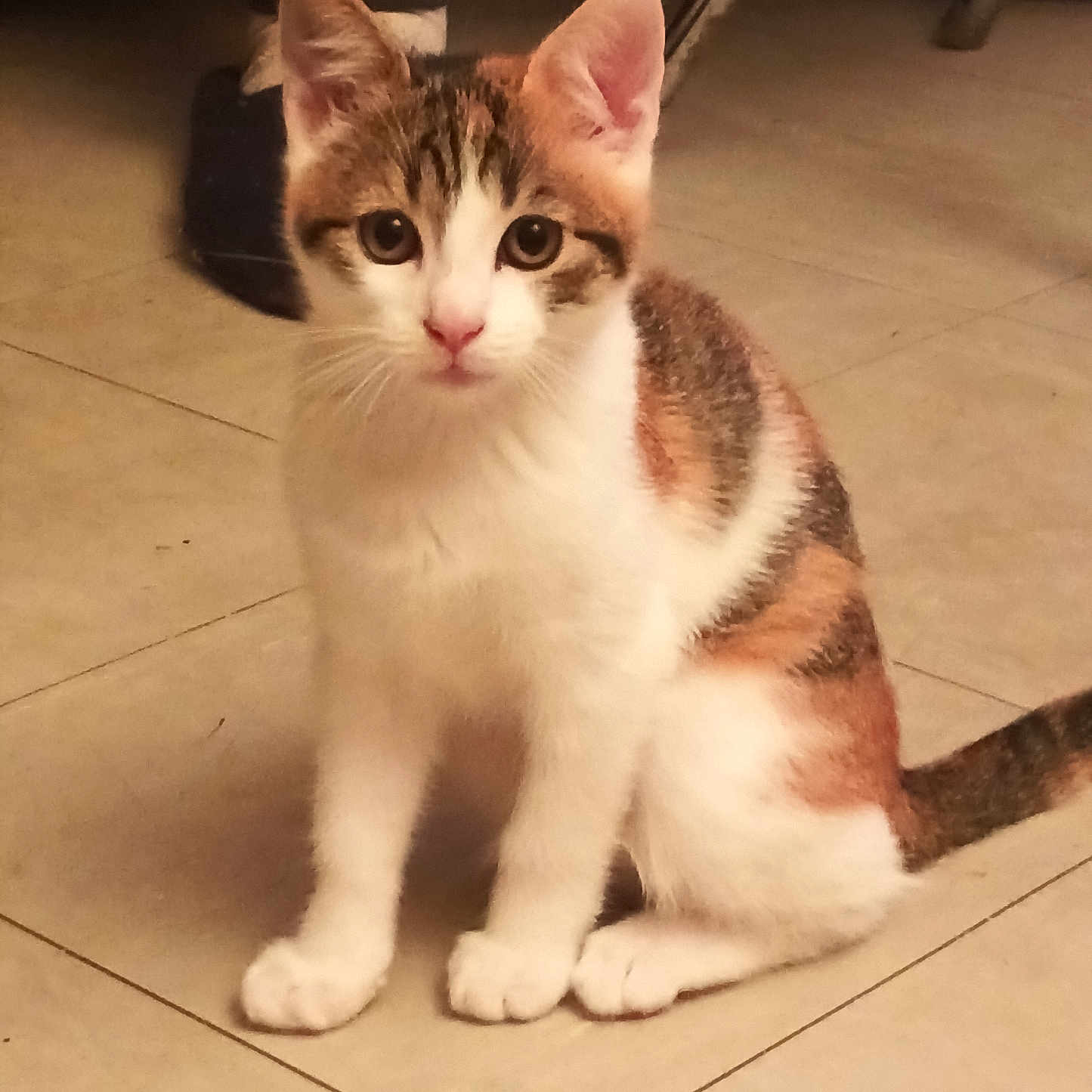 Kalis participe au concours pour gagner de l'argent avec cette photo : cat, kitten, calico, pet, indoor, floor, tile, animal, cute, small, whiskers, ears, paws, fur, sitting, looking, young, domestic, curious, feline
