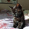 Bagheera participe au concours pour gagner de l'argent avec cette photo : kitten, cat, black_cat, bed, blanket, indoor, pet, feline, young_animal, fur, cute, small_animal, animal, cozy, resting, soft_light, domestic_cat, home, sleepy, curious