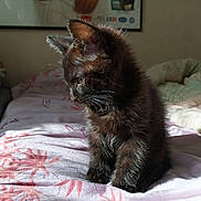 Bagheera a rejoint le concours — aidez-le/la à gagner de superbes lots ! kitten, cat, black_cat, pet, animal, bed, blanket, indoor, sunlight, fluffy, cute, feline, young, resting, cozy, side_view, domestic, fur, whiskers, curious