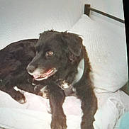 Chipie participe au concours pour gagner de l'argent avec cette photo : animal, bed, black_dog, canine, collar, comfort, companion, cute, dog, domestic_animal, fur, home, indoor, lying_down, pet, pillow, relaxed, resting, sleep_area, white_bed