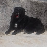 Chipie participe au concours pour gagner de l'argent avec cette photo : dog, black_dog, animal, pet, outdoor, concrete, wall, fence, sunlight, resting, nature, landscape, mountains, city, sky, daytime, mammal, canine, fur, relaxed