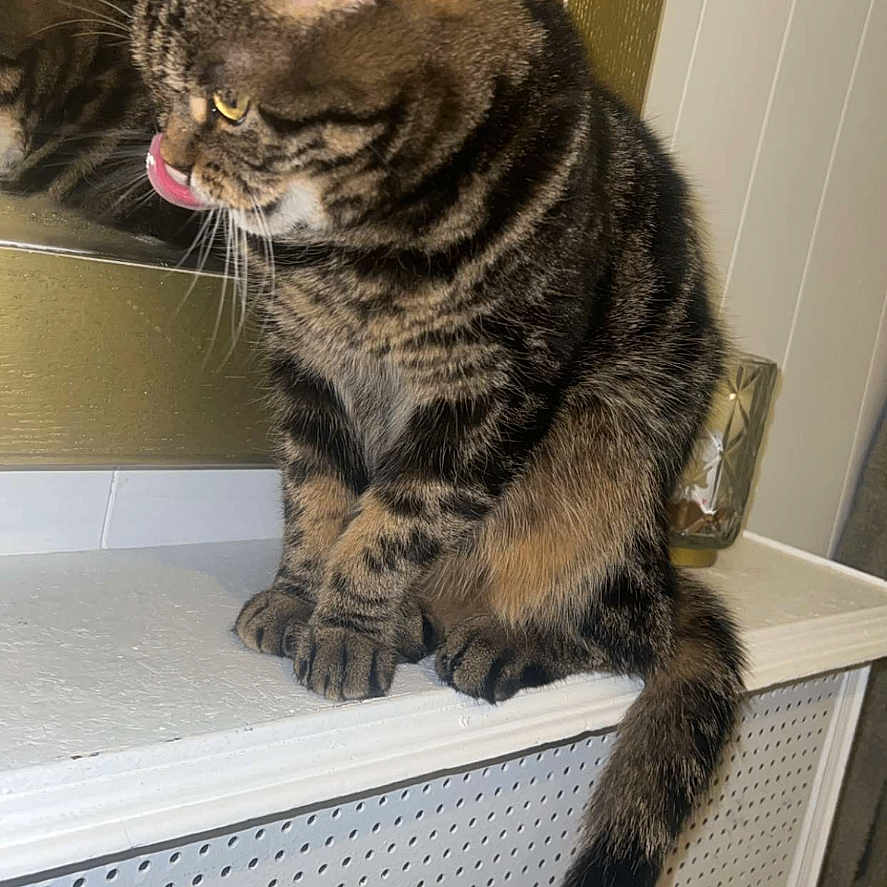 Rio participe au concours pour gagner de l'argent avec cette photo : abyssinian, animal, bodypart, cat, closet, cupboard, door, drawer, furniture, indoors, interiordesign, kitten, manx, mouth, person, pet, sleeping, tongue, window, windowsill