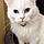 Snowball