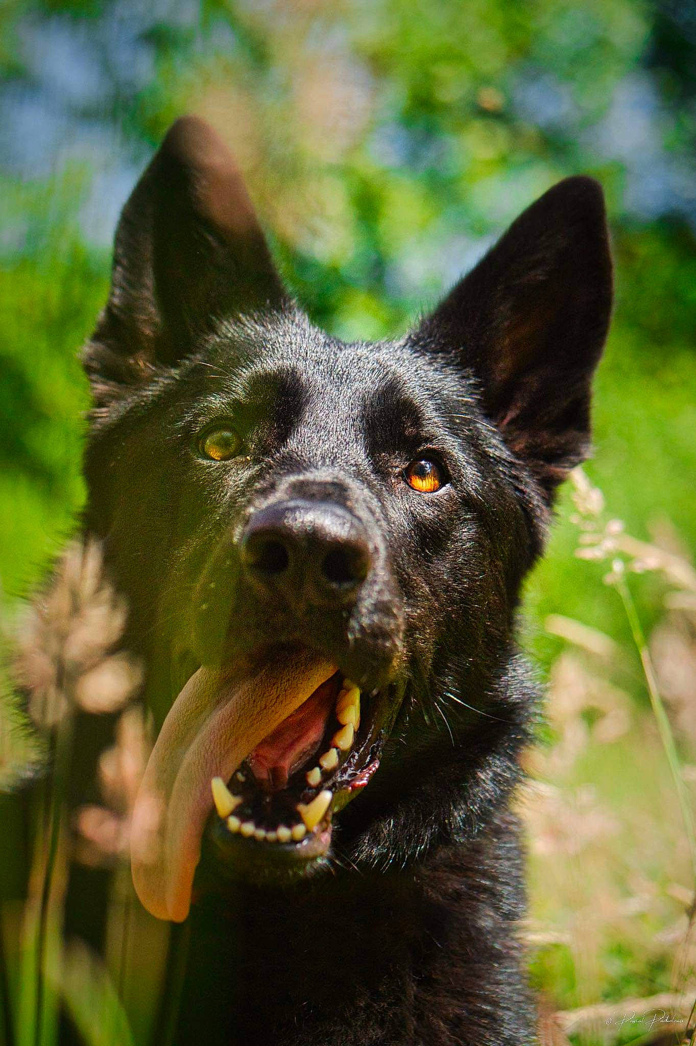 Helios participe au concours pour gagner de l'argent avec cette photo : australian_cattle_dog, canidae, carnivore, collar, companion_dog, dog, dog_breed, dog_collar, eye, fang, grass, herding_dog, plant, snout, sporting_group, terrestrial_animal, terrestrial_plant, whiskers, working_animal, working_dog