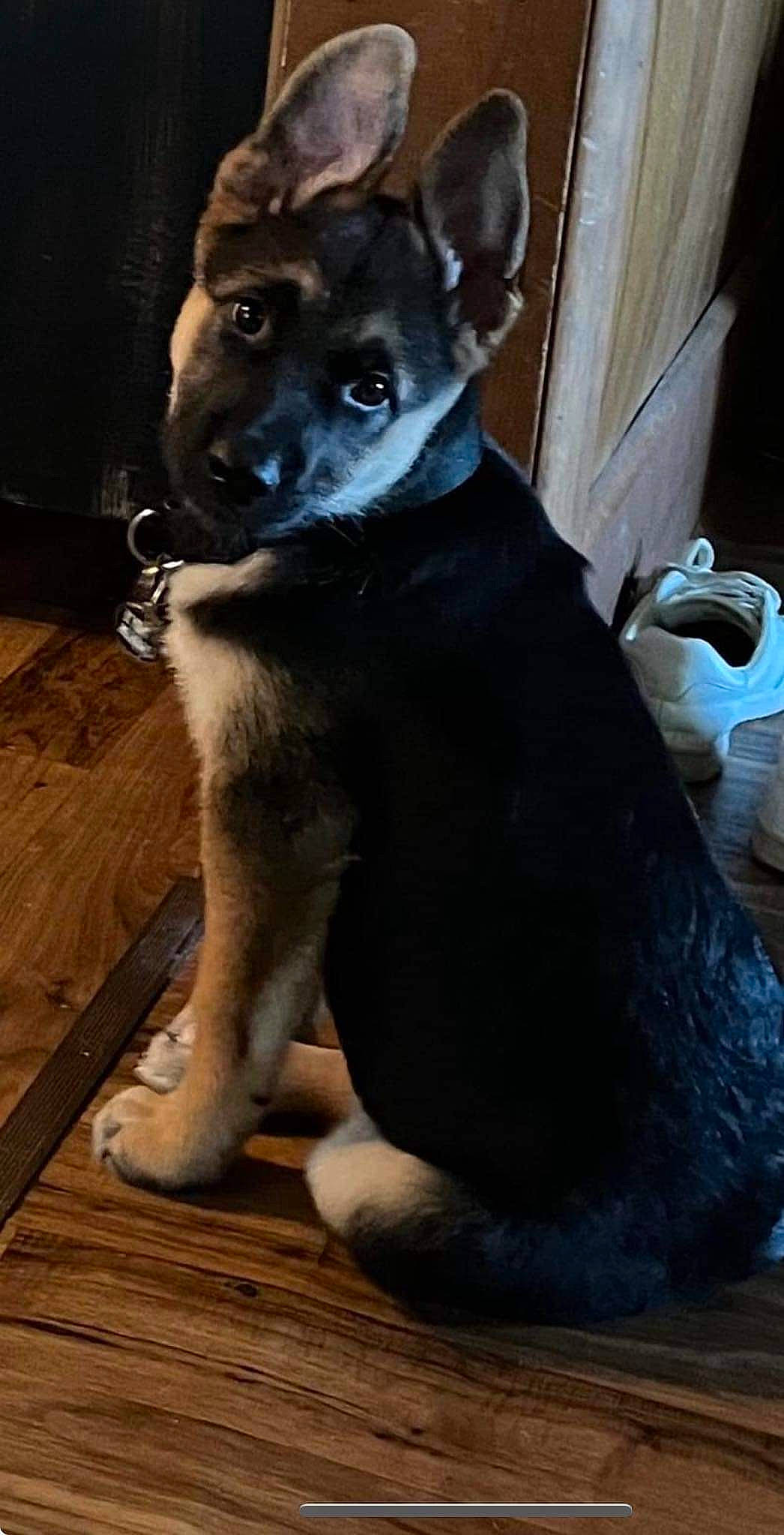 Atlas is registered to the contest to win money with this photo: canidae, carnivore, companion_dog, dog, dog_breed, dog_supply, fawn, flooring, fur, hardwood, pet_supply, plank, snout, sporting_group, terrestrial_animal, toy_dog, whiskers, wood, working_animal, working_dog