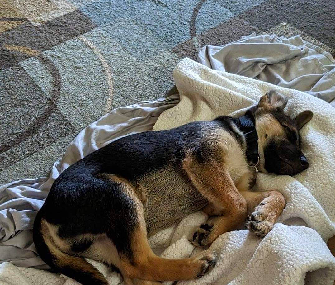 Atlas is registered to the contest to win money with this photo: canidae, canis, carnivore, comfort, companion_dog, dog, dog_breed, fawn, fur, nap, paw, pet_supply, sleep, snout, sporting_group, tail, terrestrial_animal, working_dog