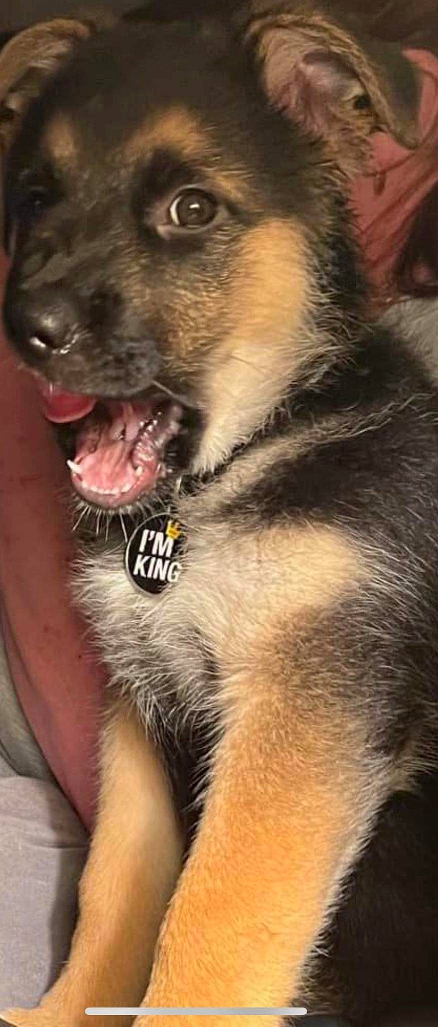 Atlas is registered to the contest to win money with this photo: canidae, carnivore, claw, companion_dog, dog, dog_breed, fang, fawn, fur, jaw, old_german_shepherd_dog, paw, snout, sporting_group, terrestrial_animal, whiskers, working_animal, working_dog