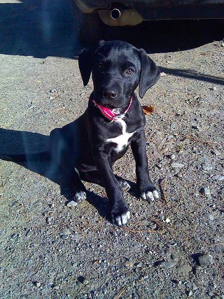 Remi joined the competition — help win amazing prizes! asphalt, borador, carnivore, collar, companion_dog, dog, dog_breed, dog_collar, guard_dog, gun_dog, hunting_dog, leash, non_sporting_group, road_surface, shadow, soil, tar, working_animal