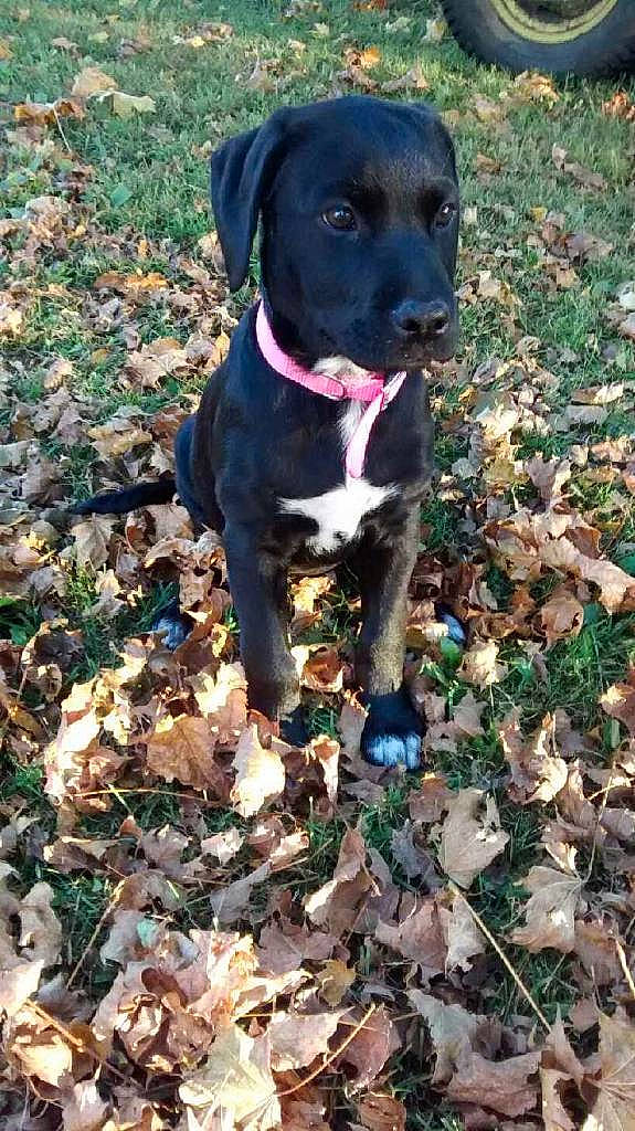 Remi joined the competition — help win amazing prizes! borador, carnivore, collar, companion_dog, dog, dog_breed, dog_collar, electric_blue, grass, groundcover, guard_dog, gun_dog, hunting_dog, liver, pet_supply, plant, soil, sporting_group, whiskers, working_animal