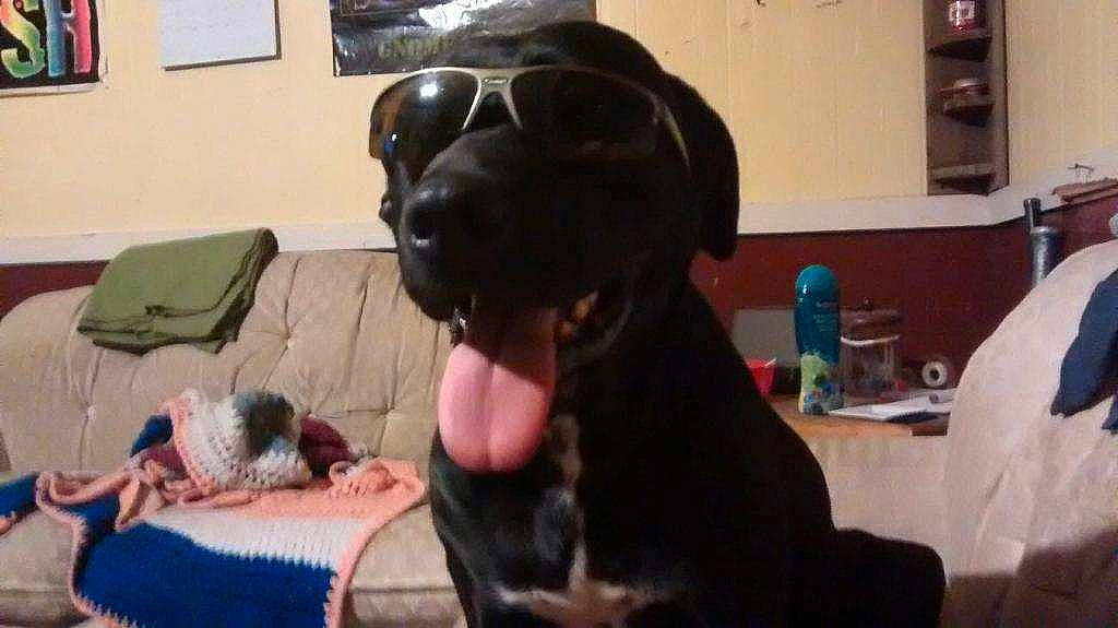 Remi is registered to the contest to win money with this photo: borador, canidae, carnivore, chair, comfort, companion_dog, dog, dog_breed, fawn, guard_dog, hound, hunting_dog, liver, non_sporting_group, picture_frame, sharing, snout, working_animal, working_dog