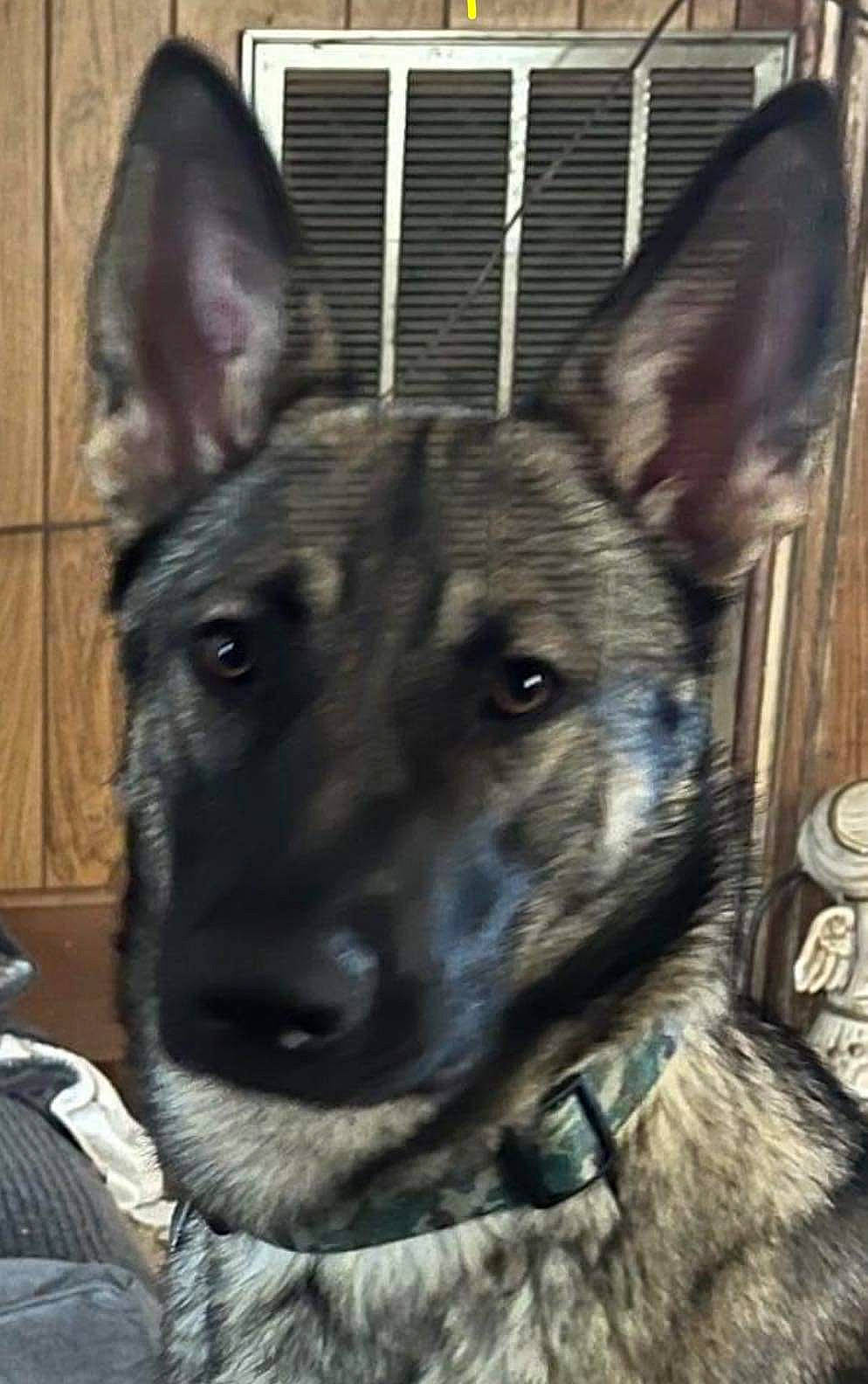 Anthea joined the competition — help win amazing prizes! canidae, carnivore, collar, dog, dog_breed, dog_collar, east_european_shepherd, fawn, fur, guard_dog, herding_dog, king_shepherd, non_sporting_group, pet_supply, snout, sporting_group, terrestrial_animal, whiskers, working_animal, working_dog