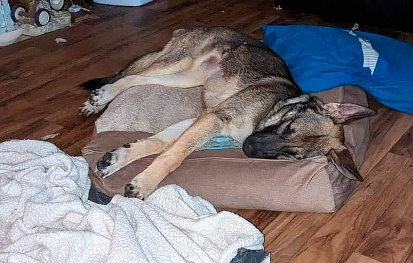 Anthea is registered to the contest to win money with this photo: canidae, carnivore, comfort, companion_dog, dog, dog_breed, fawn, flooring, fur, hardwood, sporting_group, terrestrial_animal, wood, working_animal