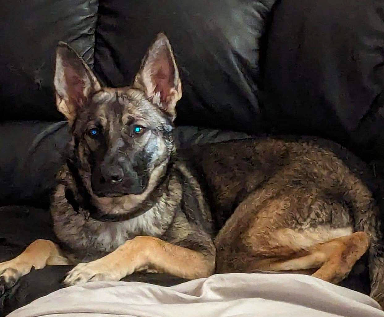 Anthea is registered to the contest to win money with this photo: canidae, carnivore, comfort, companion_dog, couch, dog, dog_breed, east_european_shepherd, fawn, fur, german_shepherd_dog, guard_dog, herding_dog, king_shepherd, sleeper_chair, snout, sporting_group, terrestrial_animal, whiskers, working_dog