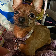 Tiny joined the competition — help win amazing prizes! dog, small_dog, brown_fur, collar, pet, cute, close_up, ears, eyes, indoor, blanket, soft_texture, resting, animal, mammal, domestic_animal, fur, chihuahua, looking, portrait