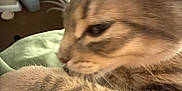 Sage joined the competition — help win amazing prizes! animal, background, blur, brown, cat, close_up, domestic, face, feline, fur, furniture, indoor, paw, pet, stationery, stretching, striped, tabby, whiskers