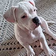 Hendrix joined the competition — help win amazing prizes! adorable, animal, black_nose, canine, carpet, companion, curious, cute, dog, ears, floor, fur, indoor, looking, paws, pet, puppy, sitting, white_dog, young_dog