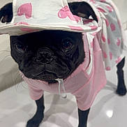 Bella is registered to the contest to win money with this photo: adorable, animal, black_dog, canine, close_up, costume, cute, dog, expression, floor, fur, hearts, hood, indoor, pet, pet_clothing, pink, portrait, pug, whiskers