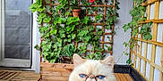 Bubulle a rejoint le concours — aidez-le/la à gagner de superbes lots ! balcony, bench, blue_eyes, cat, close_up, cozy, decor, feline, flowers, fluffy, greenery, ivy, natural_light, outdoor, pet, plants, sitting, urban_garden, wooden_floor, wooden_planter