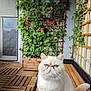 balcony, bench, blue_eyes, cat, close_up, cozy, decor, feline, flowers, fluffy, greenery, ivy, natural_light, outdoor, pet, plants, sitting, urban_garden, wooden_floor, wooden_planter