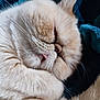 animal, blanket, cat, close_up, cozy, cream_colored, cute, domestic, face, feline, fluffy, fur, indoor, nap, pet, relaxed, resting, sleeping, soft, whiskers