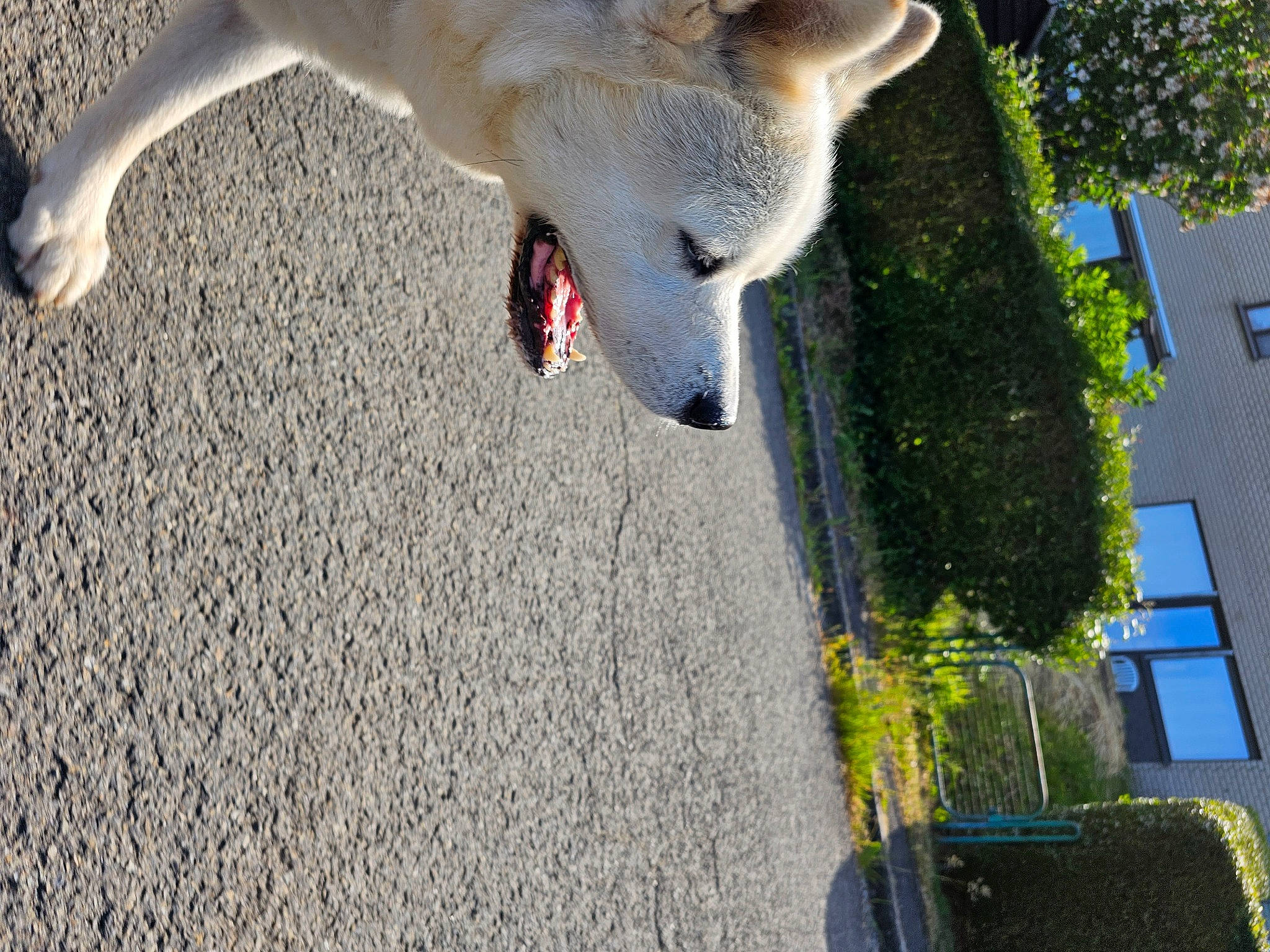 Hatchi a rejoint le concours — aidez-le/la à gagner de superbes lots ! asphalt, beak, carnivore, companion_dog, dog, dog_breed, fur, grass, paw, plant, road_surface, seabird, shadow, tail, terrestrial_animal, toy, toy_dog, tree, window, wing