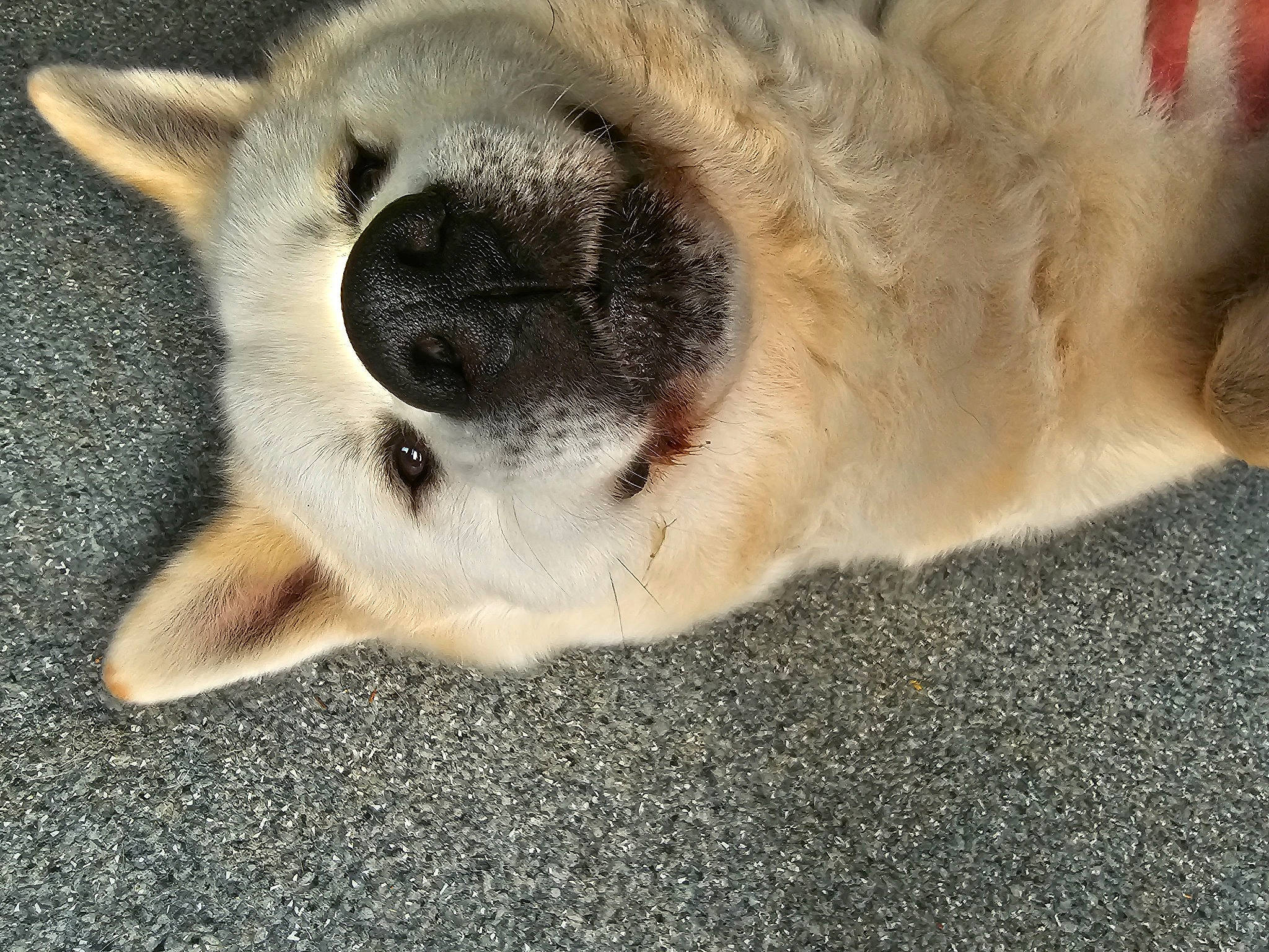 Hatchi a rejoint le concours — aidez-le/la à gagner de superbes lots ! canidae, carnivore, comfort, companion_dog, dog, dog_breed, fawn, felidae, foot, fur, non_sporting_group, paw, snout, sporting_group, tail, terrestrial_animal, whiskers, wildlife, working_animal