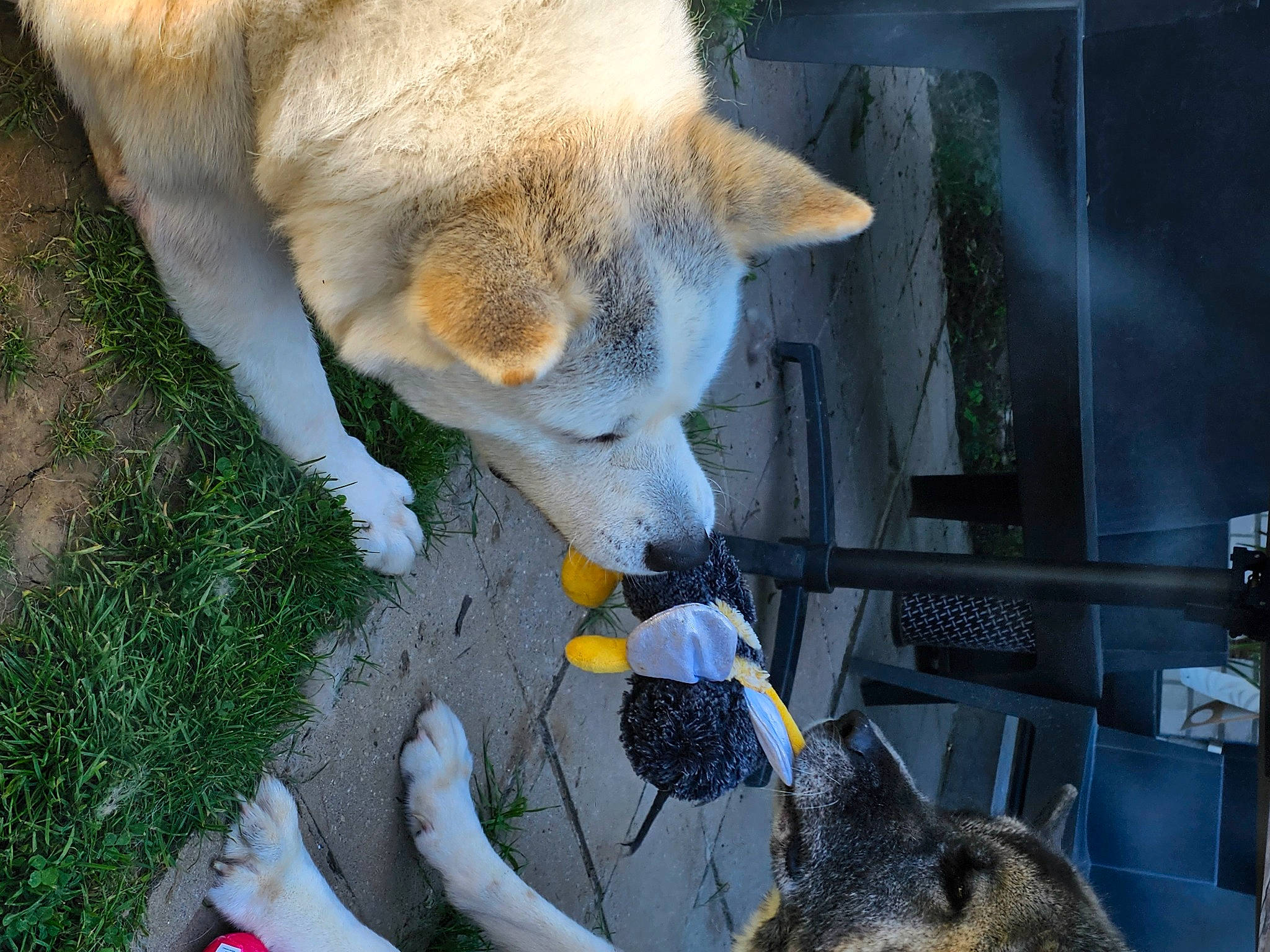 Hatchi a rejoint le concours — aidez-le/la à gagner de superbes lots ! ancient_dog_breeds, canidae, carnivore, claw, collar, companion_dog, dog, dog_breed, fawn, fur, grass, non_sporting_group, schnauzer, snout, sporting_group, tail, whiskers, wildlife, working_animal