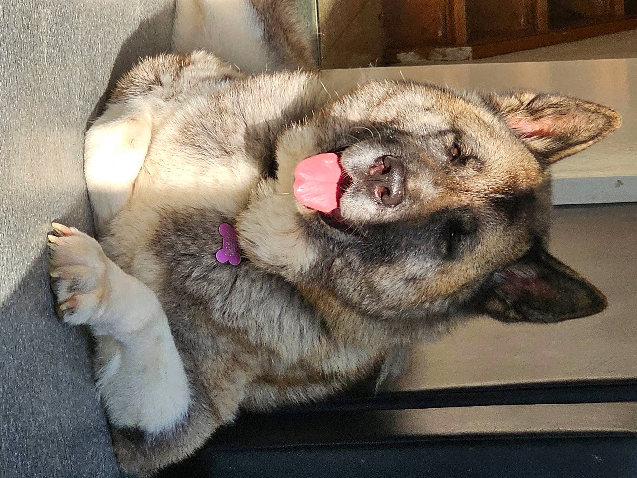 Bella a rejoint le concours — aidez-le/la à gagner de superbes lots ! canidae, carnivore, claw, dog_breed, fawn, felidae, fur, paw, small_to_medium_sized_cats, snout, sporting_group, tail, terrestrial_animal, whiskers