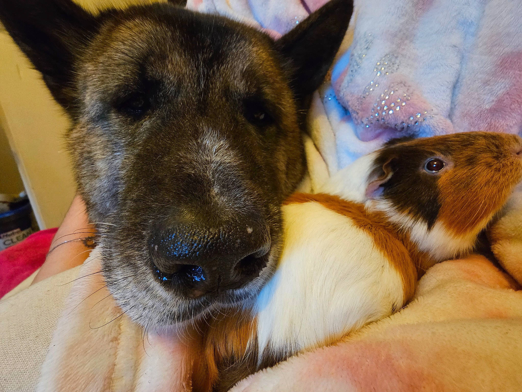 Bella participe au concours pour gagner de l'argent avec cette photo : canidae, carnivore, companion_dog, dog, dog_breed, east_european_shepherd, fawn, fur, german_shepherd_dog, guard_dog, herding_dog, king_shepherd, old_german_shepherd_dog, paw, rabbit, snout, sporting_group, whiskers, working_animal, working_dog