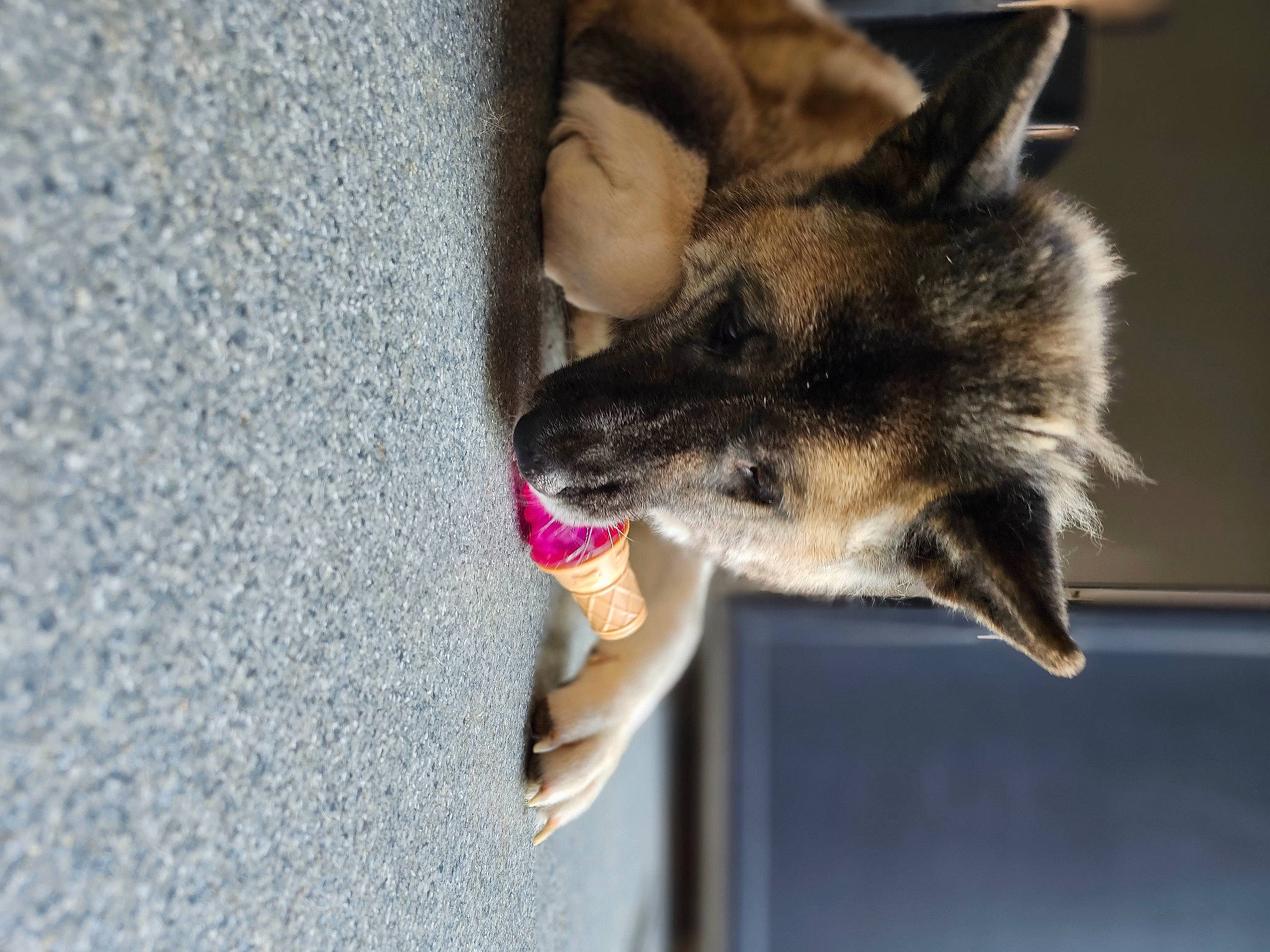 Bella participe au concours pour gagner de l'argent avec cette photo : biting, canidae, carnivore, claw, companion_dog, dog, dog_breed, domestic_short_haired_cat, fawn, felidae, fur, organism, paw, pet_supply, small_to_medium_sized_cats, sporting_group, tail, terrestrial_animal, whiskers, wildlife